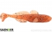 Силикон SAENGER IRON CLAW Gobody 9cm BRB