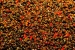 Консервированная конопля DYNAMITE BAITS Frenzied Hempseed Spicy Chilli, 700g