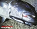 Крючки Decoy Jigging Single Cutlass JS-2